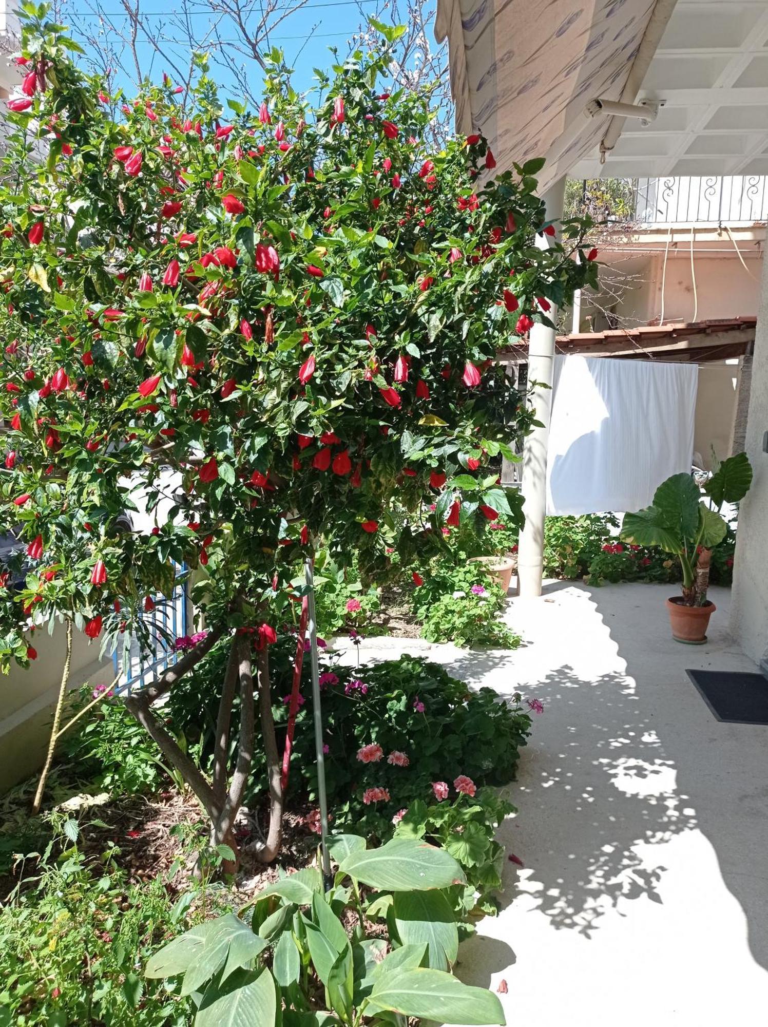 Tasos Seagull Apartments Chania  Exterior foto
